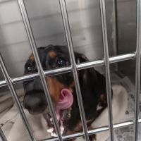 Triangle Veterinary Clinic ico
