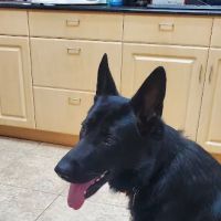 Vale Veterinary Hospital: Matthews Melissa DVM ico