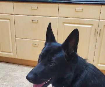 Vale Veterinary Hospital: Matthews Melissa DVM