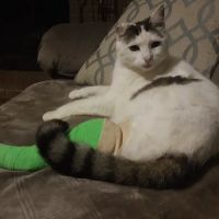Vale Veterinary Hospital ico