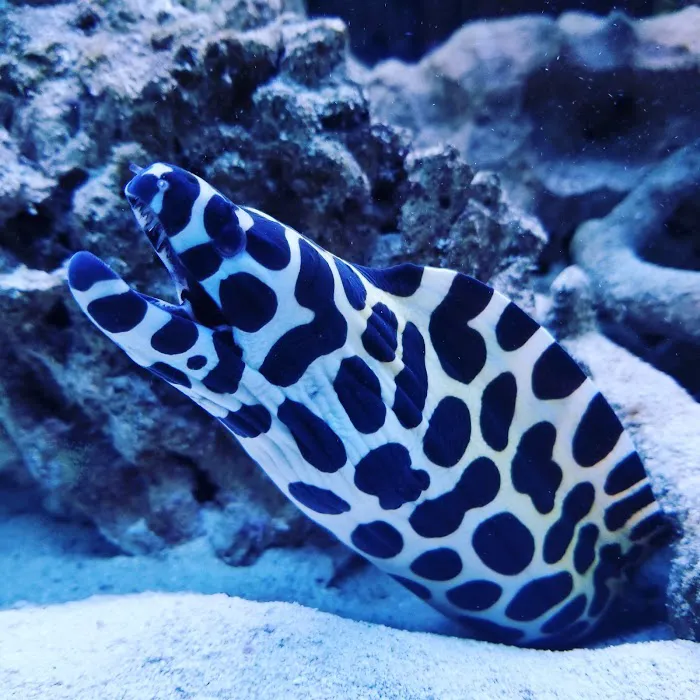 Marine Extremes 12