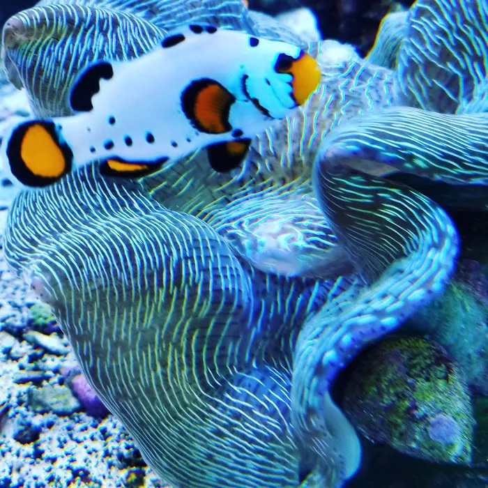 Marine Extremes 12