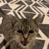 VCA Eads Animal Hospital ico