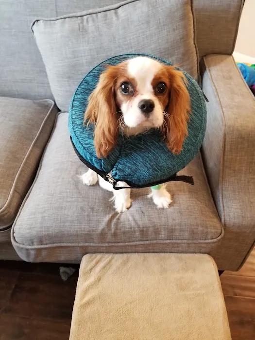 VCA Eads Animal Hospital 6
