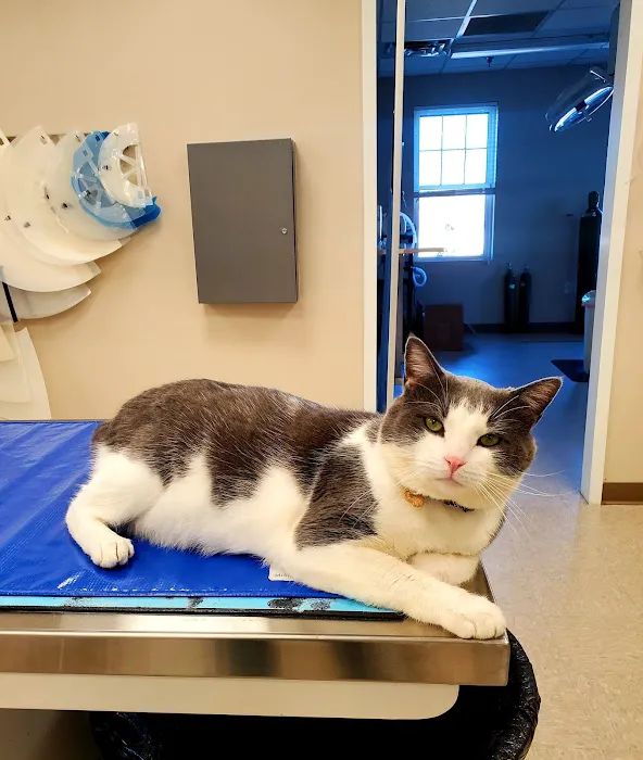 Arlington Animal Clinic 3