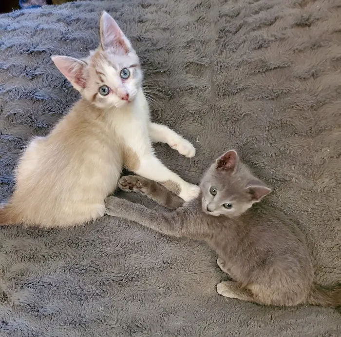 Arlington Animal Clinic 2