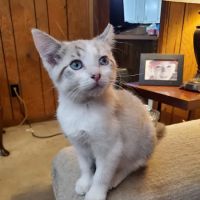 Arlington Animal Clinic ico