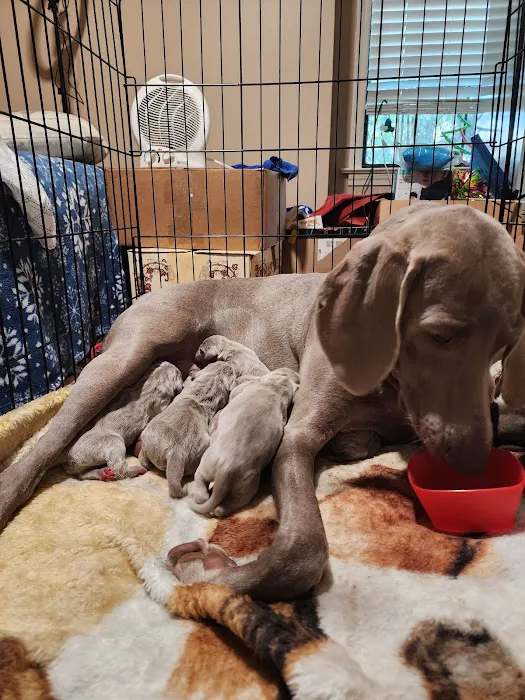 Arlington Animal Clinic 7