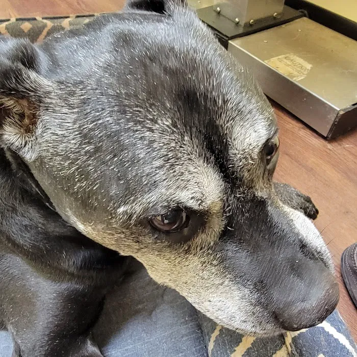Arlington Animal Clinic 10