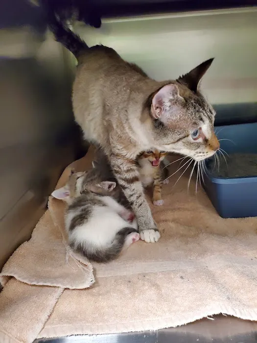 Arlington Animal Clinic 5