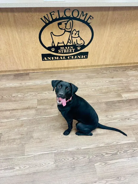 Main Street Animal Clinic 10