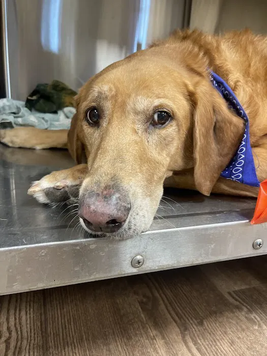 Main Street Animal Clinic 6