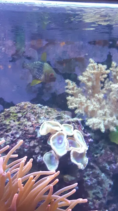 The Aquarium 12