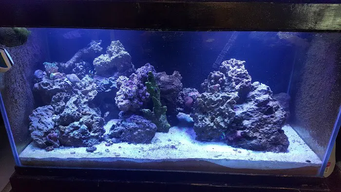 The Aquarium 12