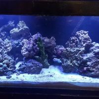 The Aquarium ico