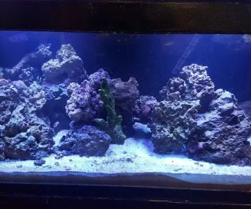 The Aquarium