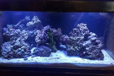 The Aquarium
