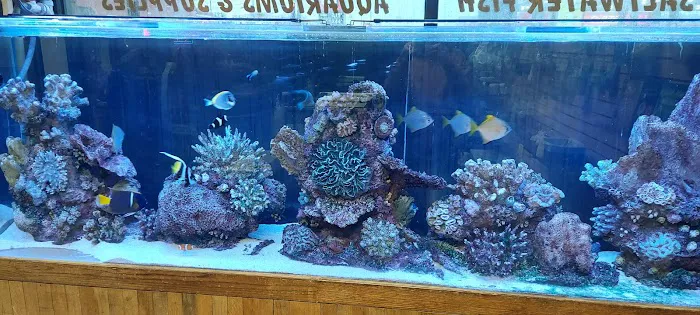 The Aquarium 12