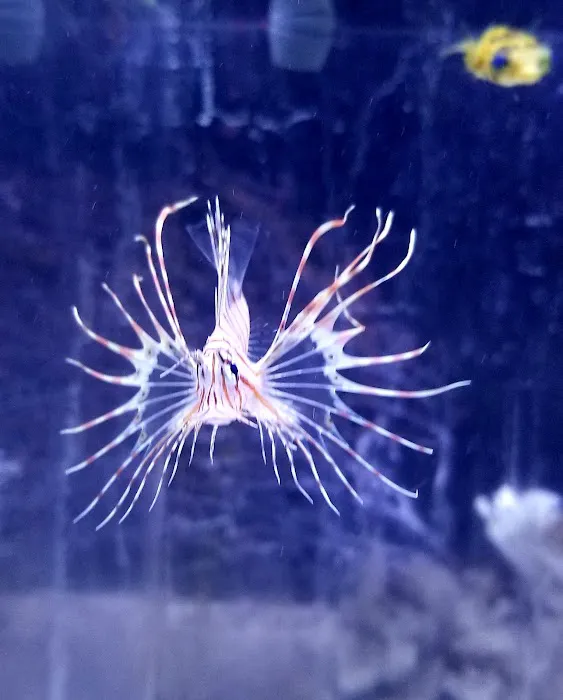 The Aquarium 12