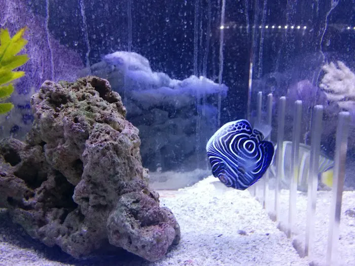 The Aquarium 12