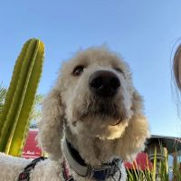 Vista Veterinary Hospital ico