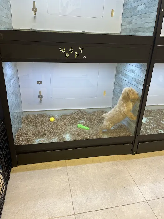Puppy Dreams - East Wichita 12