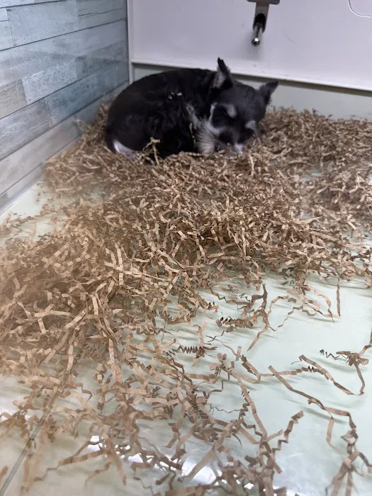 Puppy Dreams - East Wichita 12
