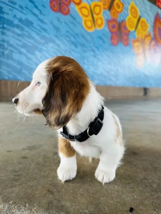 Puppy Dreams - East Wichita 12