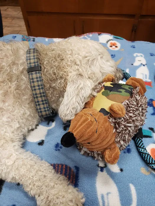 Alta Mira Animal Hospital 1