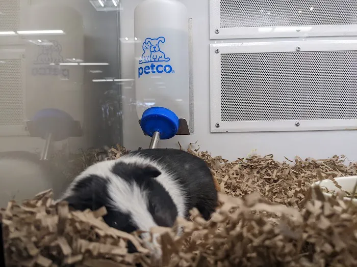 Petco 12