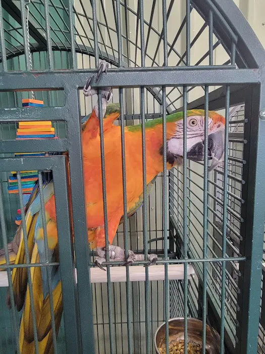 Birds of Paradise 12