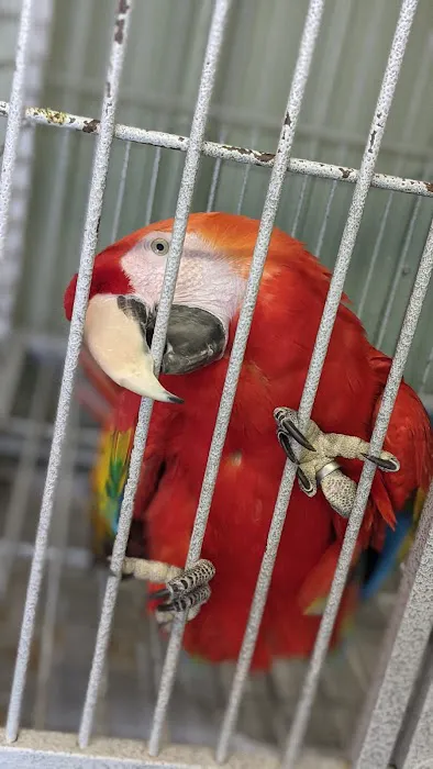 Birds of Paradise 12