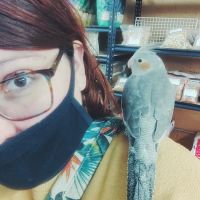 Birds of Paradise ico
