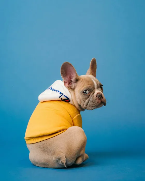 North County Animal Hospital 7