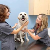 North County Animal Hospital ico
