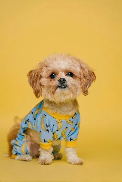 North County Animal Hospital 9