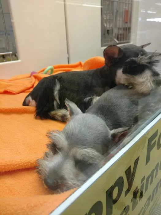 Petland Wichita East Kellogg 12