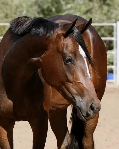 San Dieguito Equine Group 1