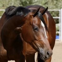 San Dieguito Equine Group ico