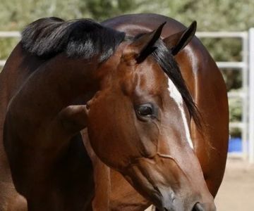 San Dieguito Equine Group