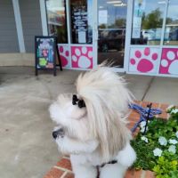 Woof Gang Bakery & Grooming Wichita ico