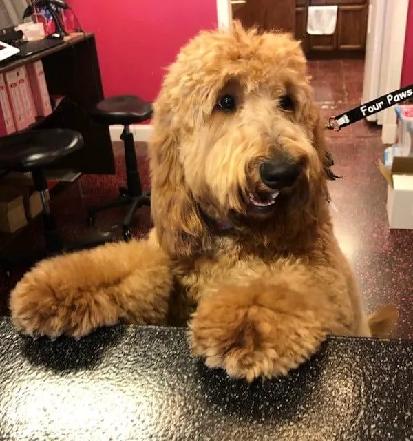 Woof Gang Bakery & Grooming Wichita 12