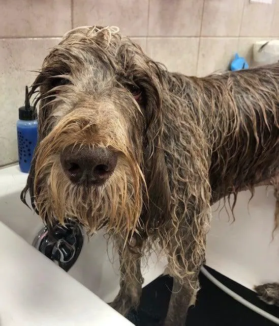 Woof Gang Bakery & Grooming Wichita 12