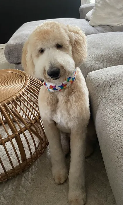 Woof Gang Bakery & Grooming Wichita 12
