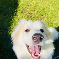 Nordahl Pet Clinic ico