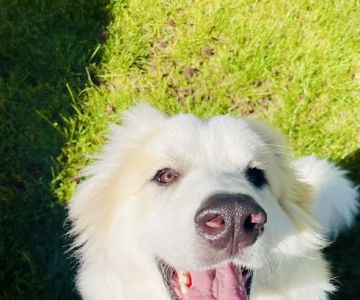 Nordahl Pet Clinic