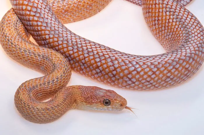 Tails & Scales Pet Shop 12