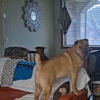 Chuck & Don's Pet Food & Supplies ico