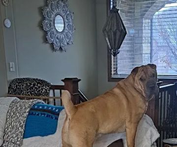 Chuck & Don's Pet Food & Supplies