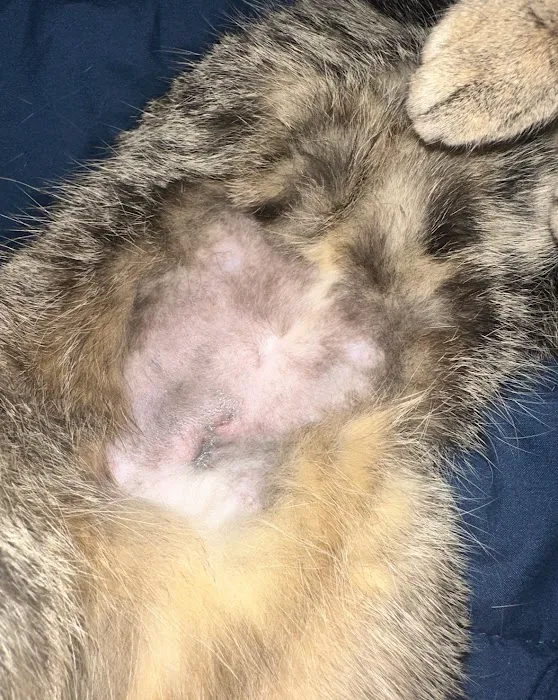 El Norte Veterinary Clinic 7